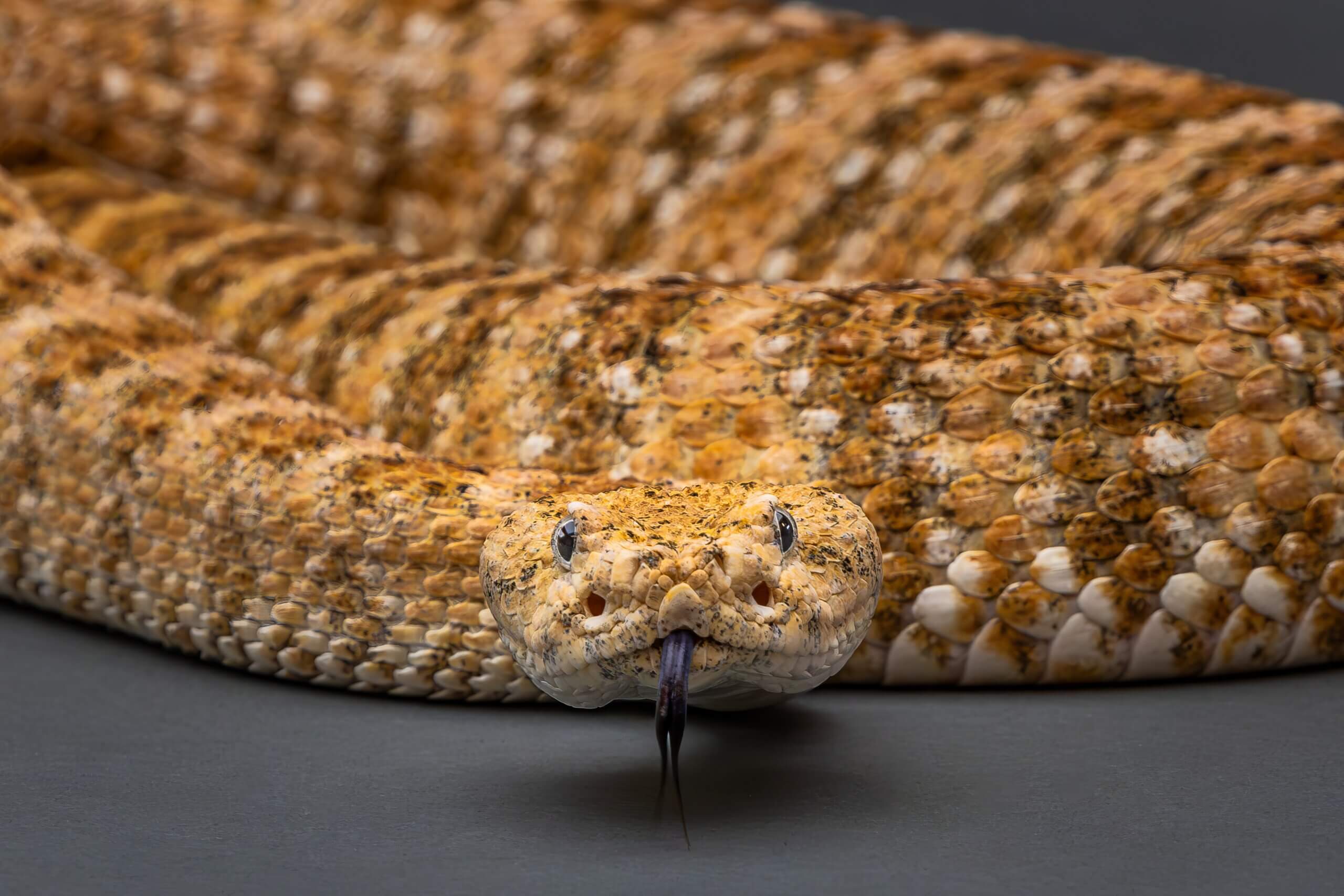 I’m Watching You: The Piercing Eyes of a Rattlesnake I’m Watching You: The Piercing Eyes of a Rattlesnake