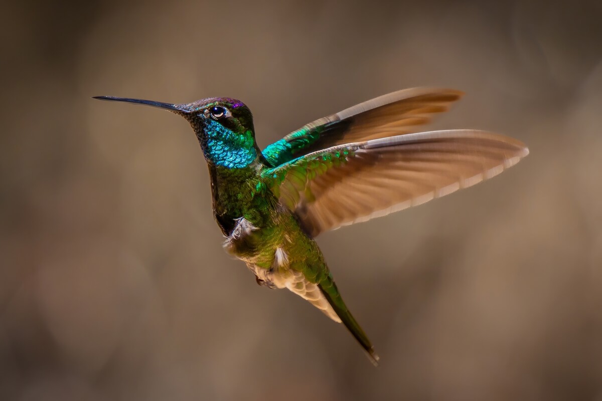 AZ-GreenValley-MaderaCanyon-7506211_Topaz Rivoli’s Hummingbird Flight Story