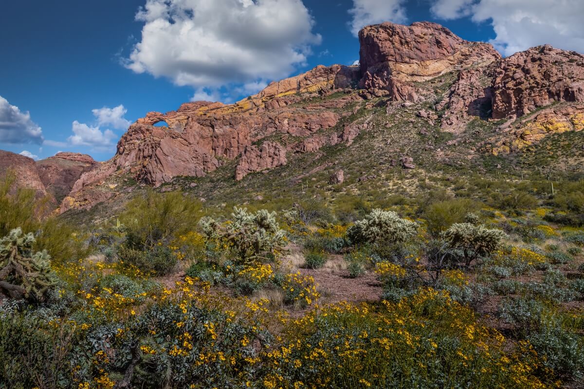 Rocky Solitude: Organ Pipe Cactus National Monument