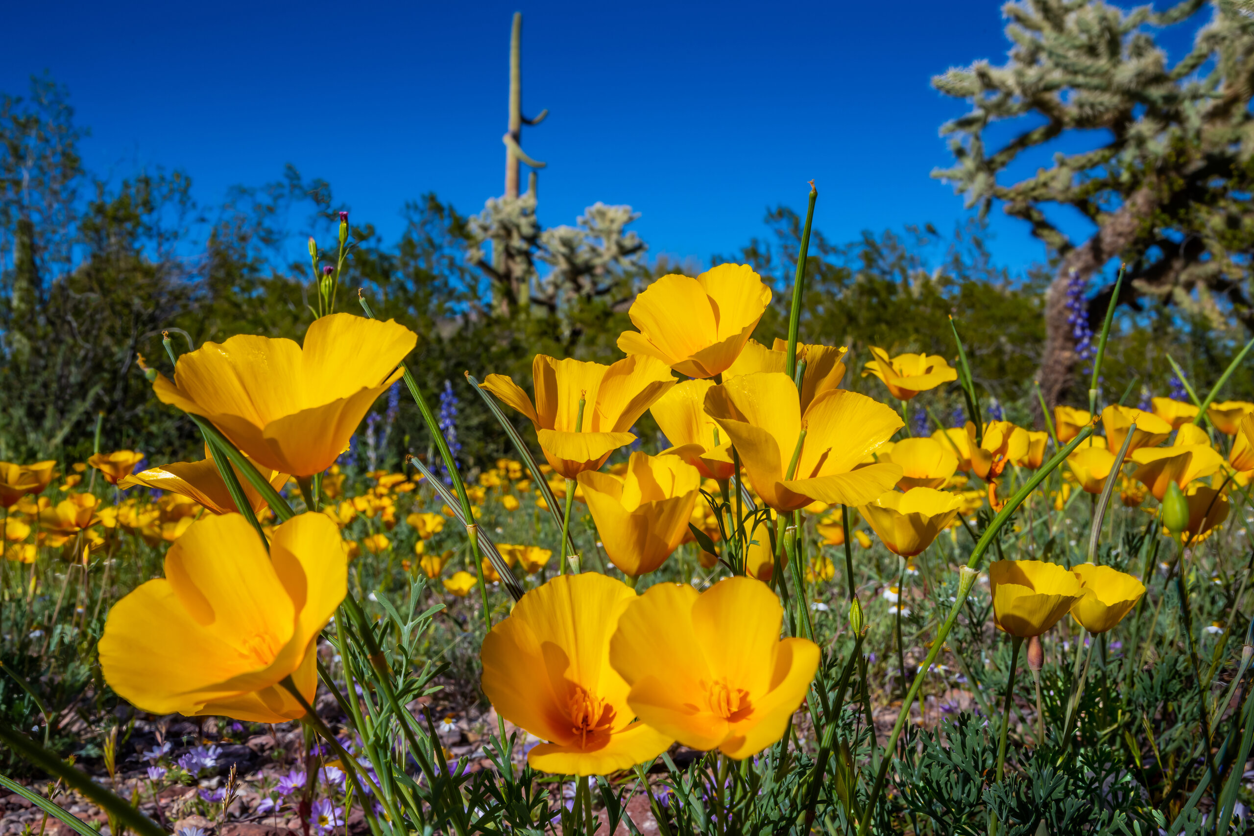 Golden Glory: Mexican Gold Poppies
