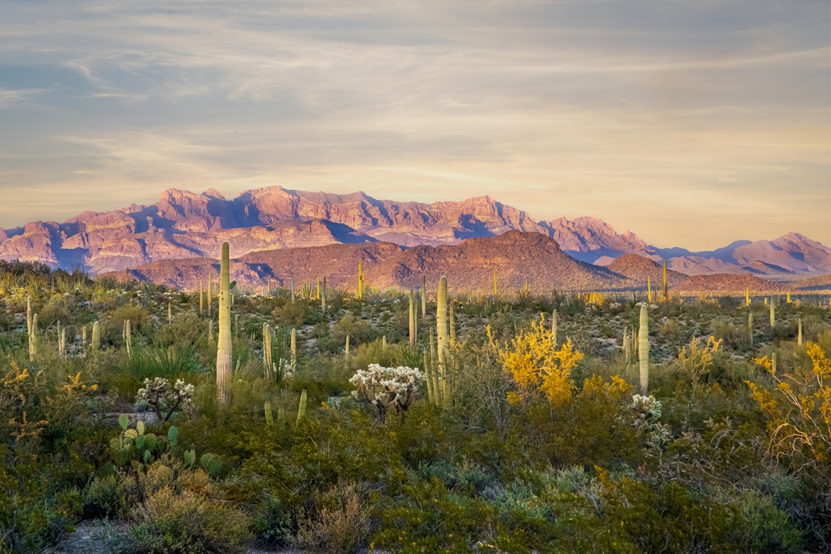 Peak and Prickly: Ajo Mountain and Cacti in Organ Pipe Peak and Prickly: Ajo Mountain and Cacti in Organ Pipe