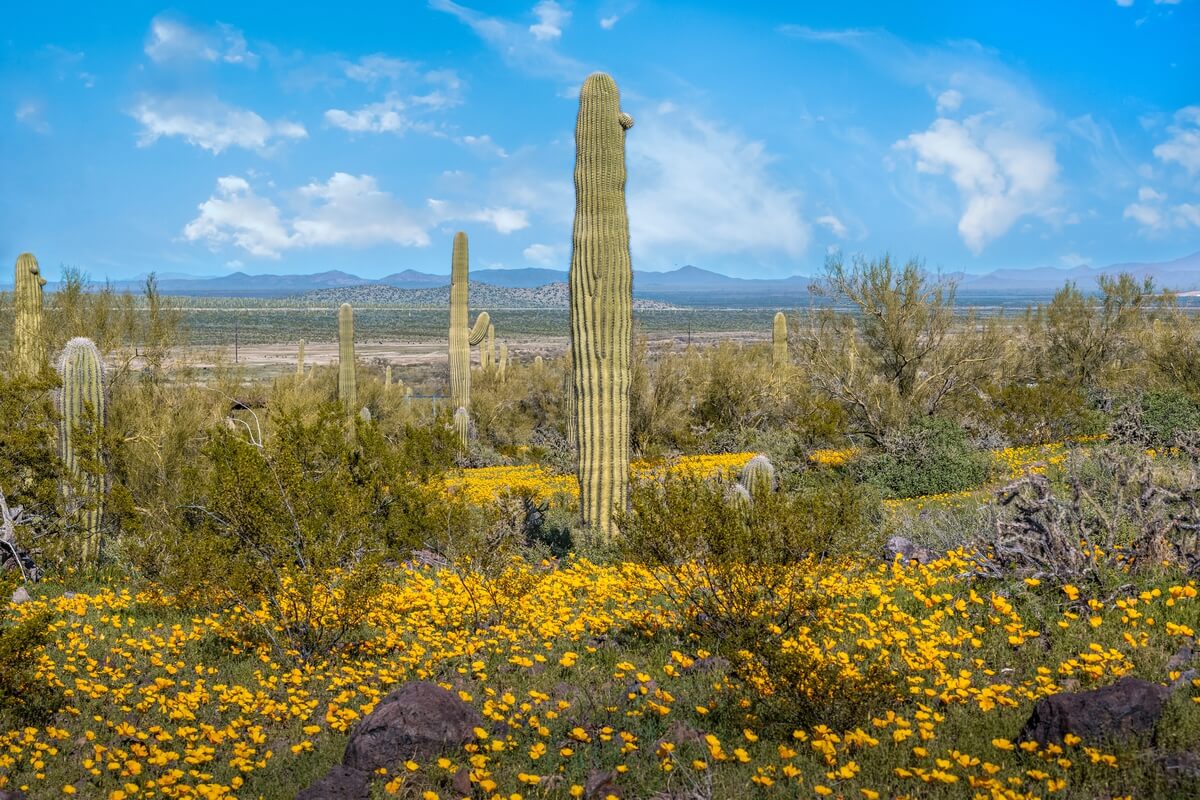 Blooms in the Desert: Mexican Gold Poppies and Saguaro Cactus Blooms in the Desert: Mexican Gold Poppies and Saguaro Cactus