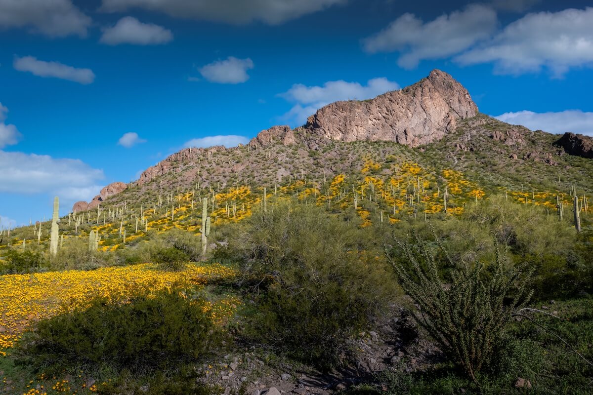 Breathtaking Scenes: Picacho Peak State Park