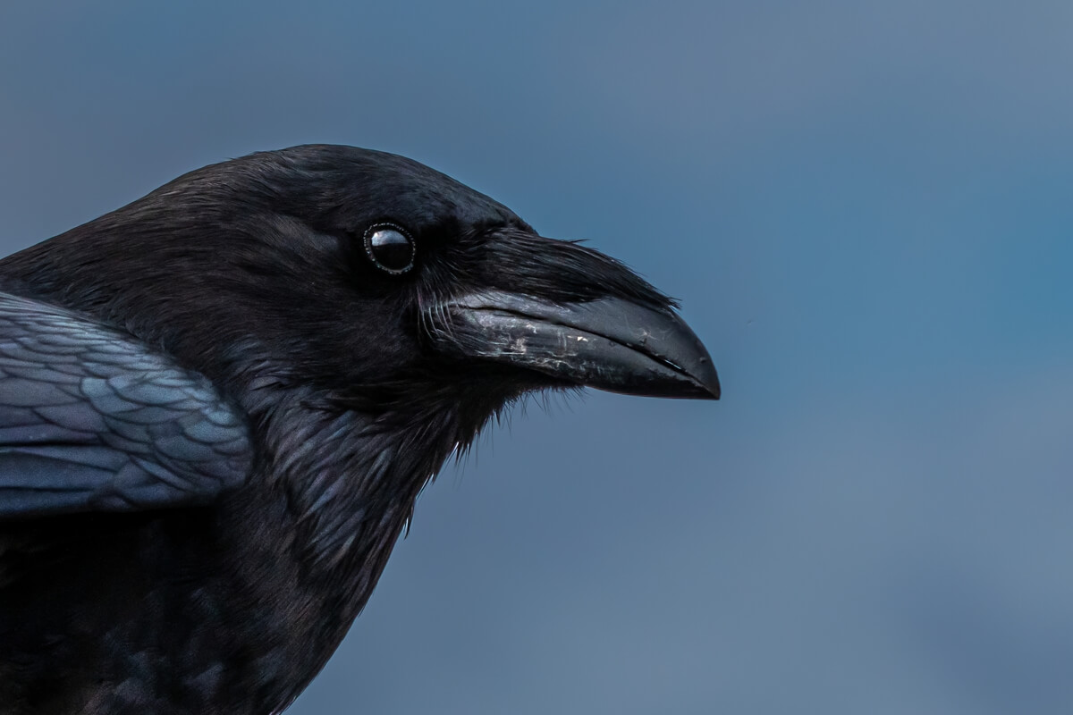 Raven Radiance: Half-Body Shots of Common Raven