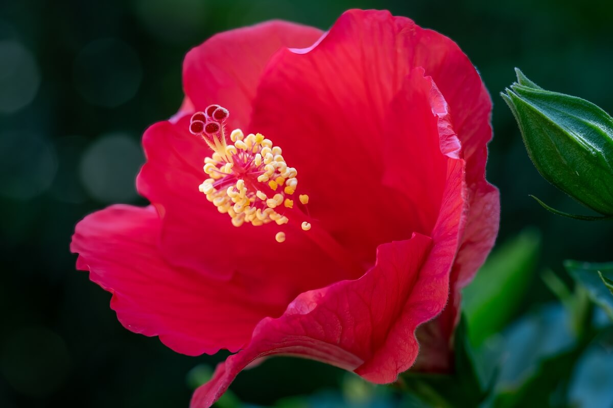 Floral Awakening: Red Hibiscus Flower About to Bloom
