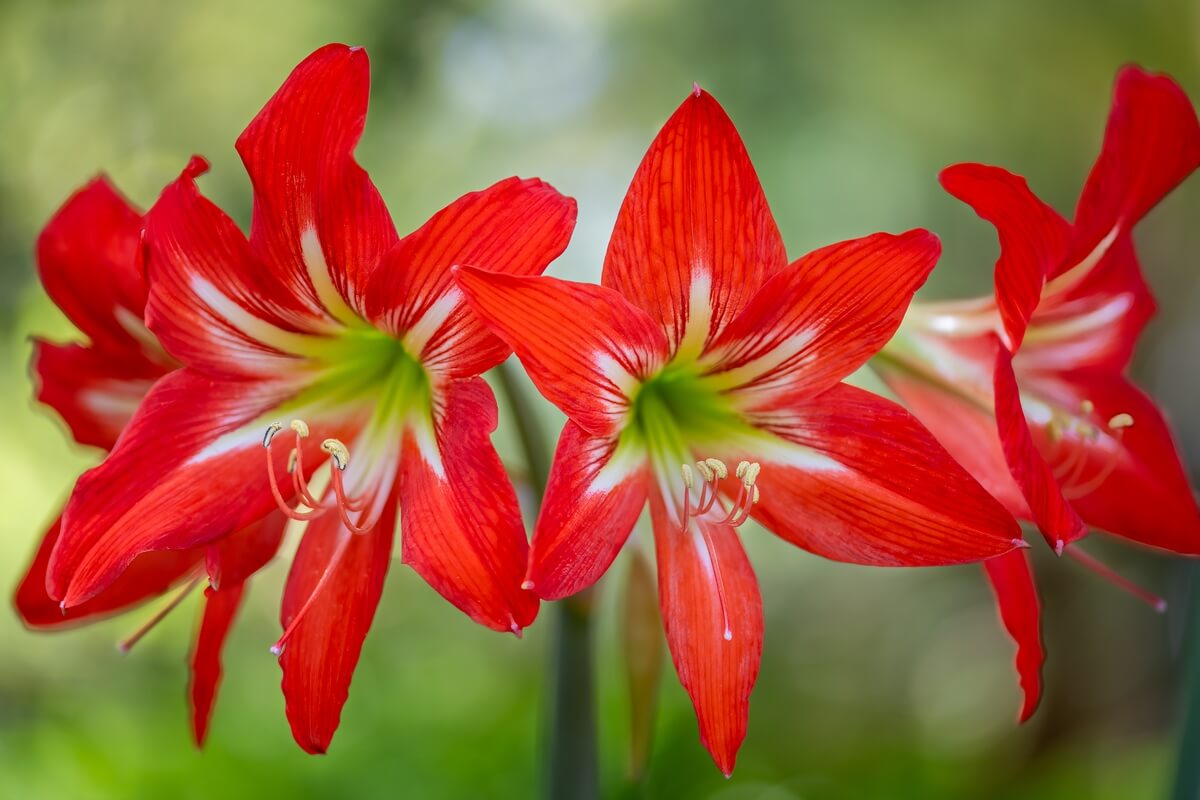 Blossom Brilliance: Hippeastrum Balentino