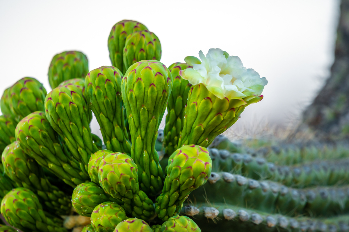 Desert Jewels: Saguaro Cactus Flower Blooms