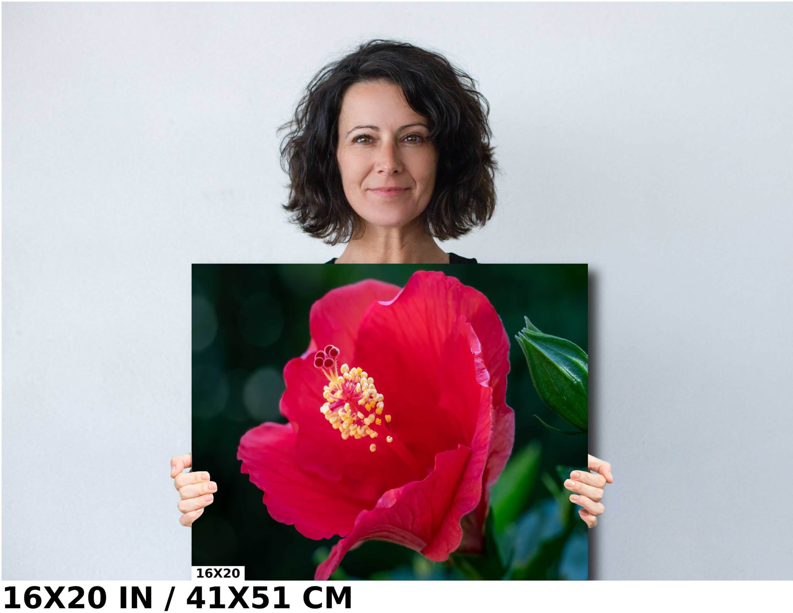 Floral Awakening: Red Hibiscus Flower About to Bloom Diagram