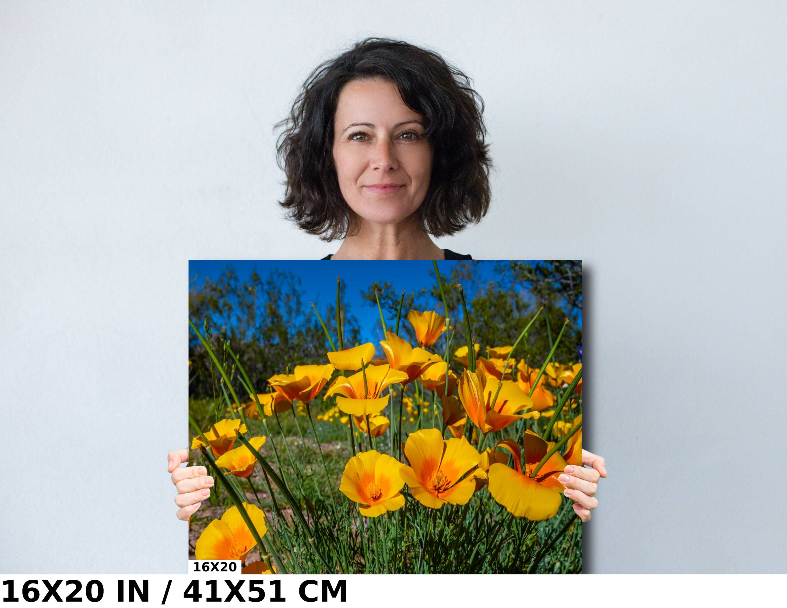 Golden Blooms: Mexican Gold Poppy Diagram