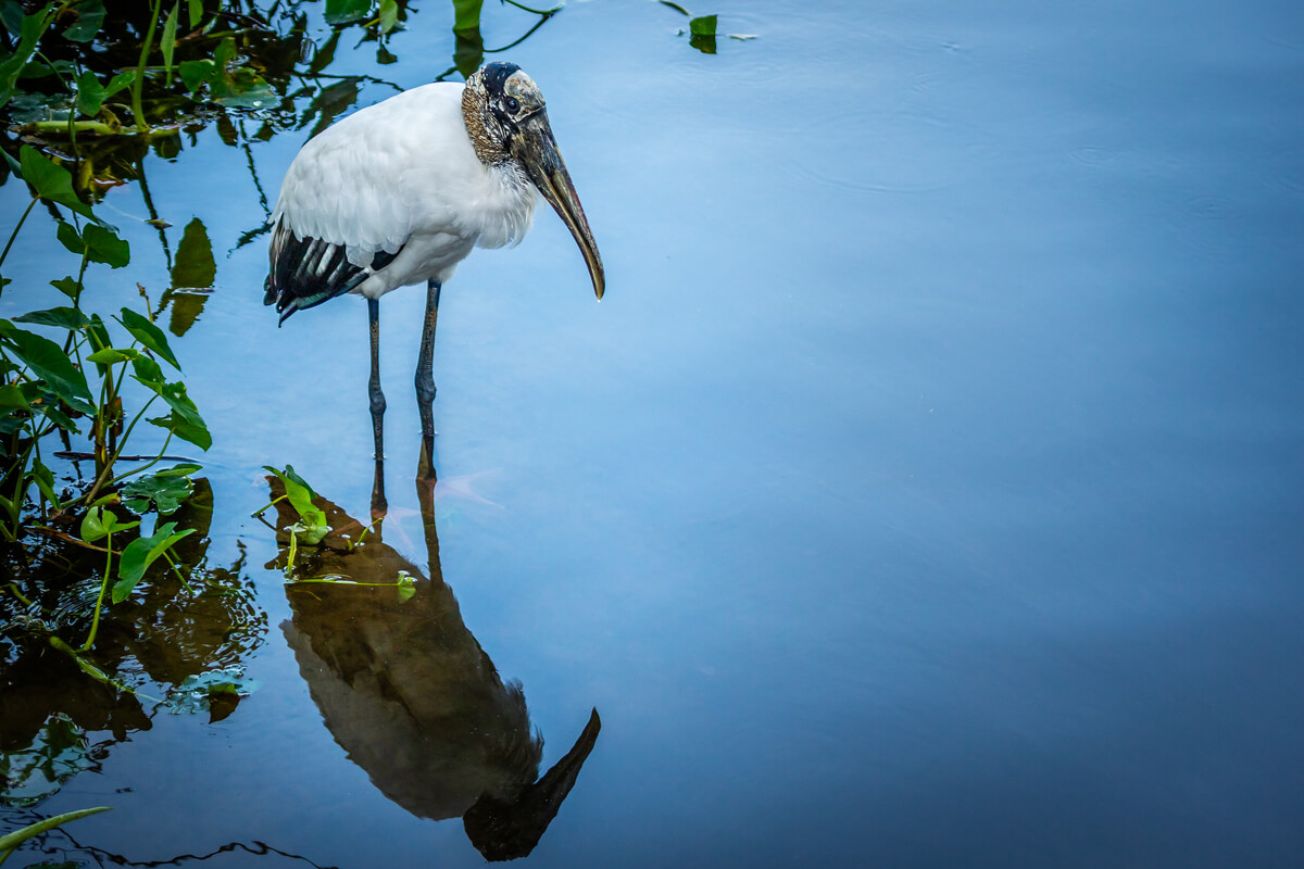 Chillin’: Wood Stork Bird Captured in Water’s Reflection