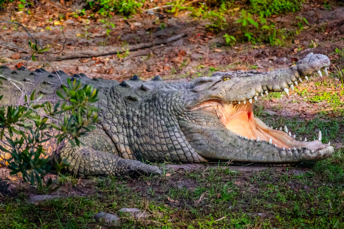 Predator’s Gaze: Crocodile’s Opening its Mighty Jaws