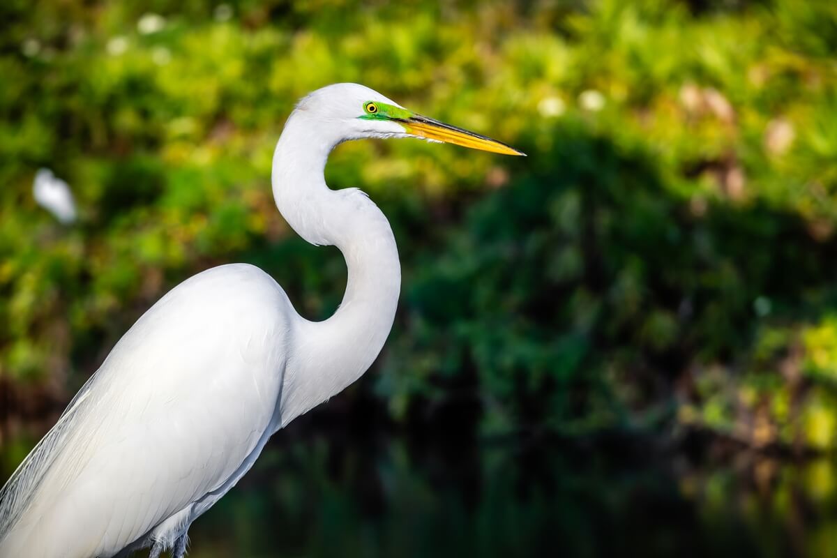 Egret Elegance: Side View of the Majestic White Great Egret Bird