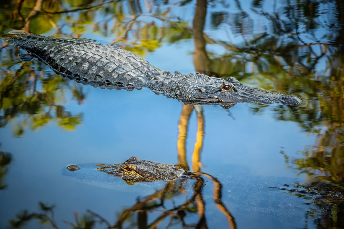 The Eyes Have It: Alligator’s Alert Gaze in Serene Waters