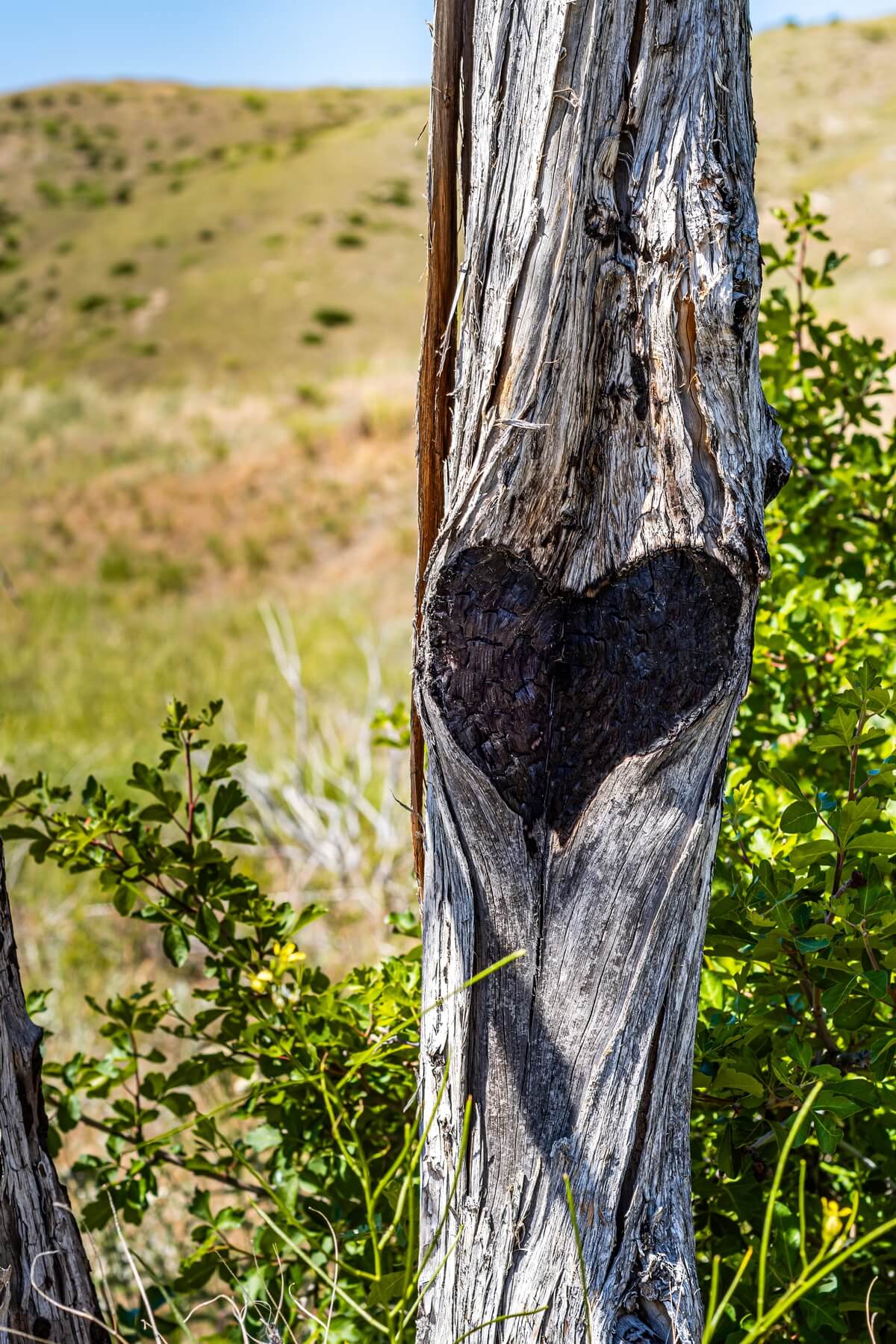 Nature’s Valentine: Heart in the Bark at Madison Buffalo Jump