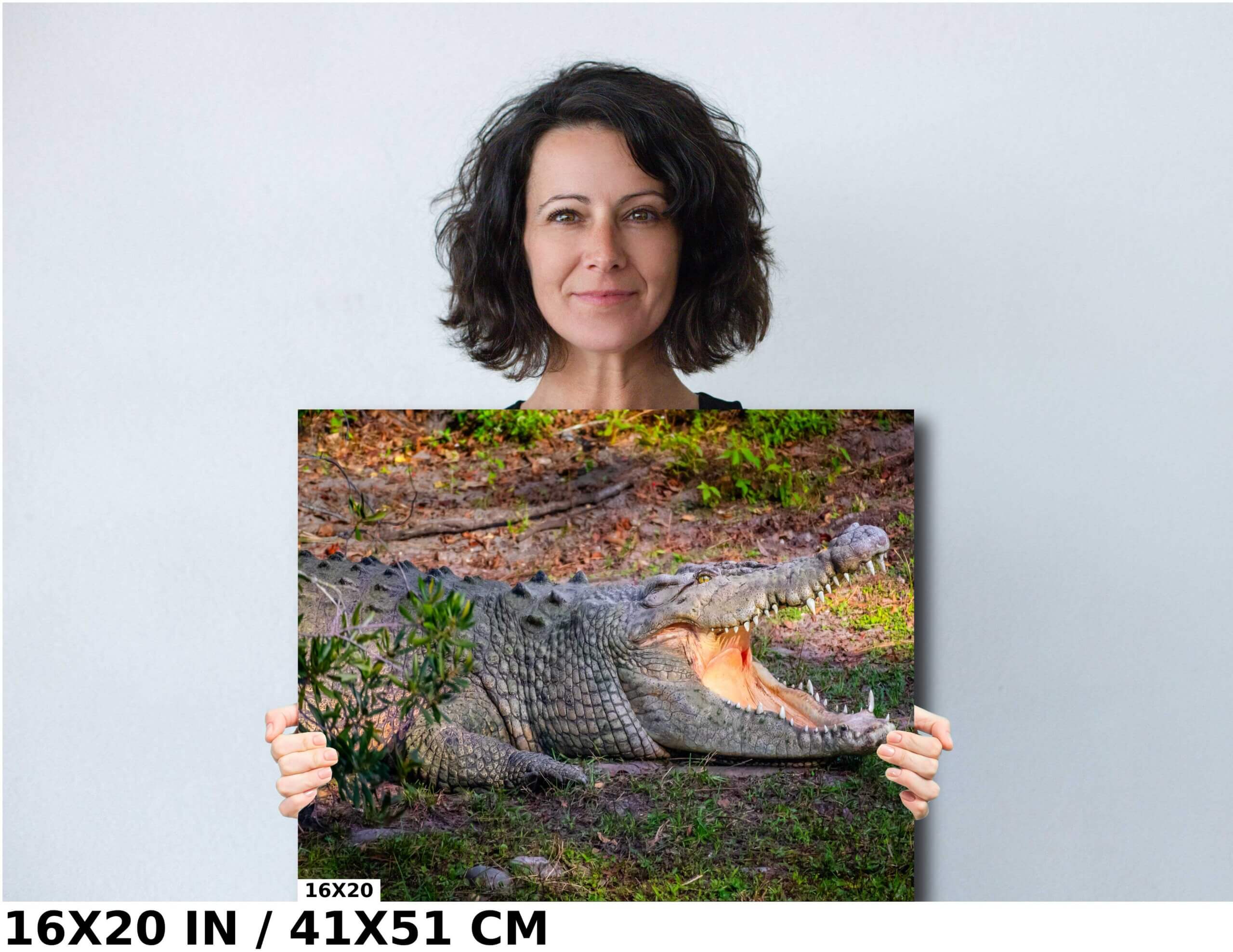 Predator’s Gaze: Crocodile’s Opening its Mighty Jaws Diagram