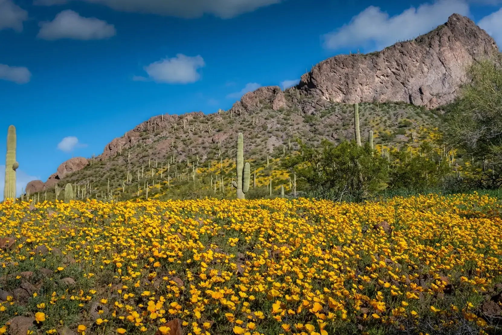 Blooms and Thorns: Poppy Gold and Saguaro Green
