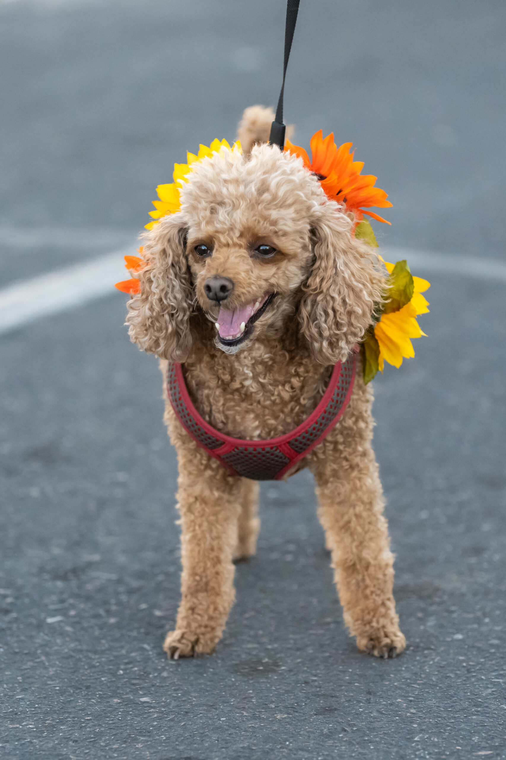 2023_ASP_CheriAlguire_DSC_8737