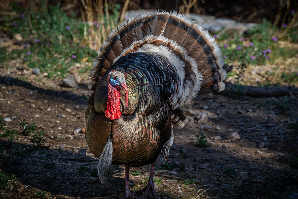 The Dandy Gobbler: Capturing the Splendor of Turkey Plumage