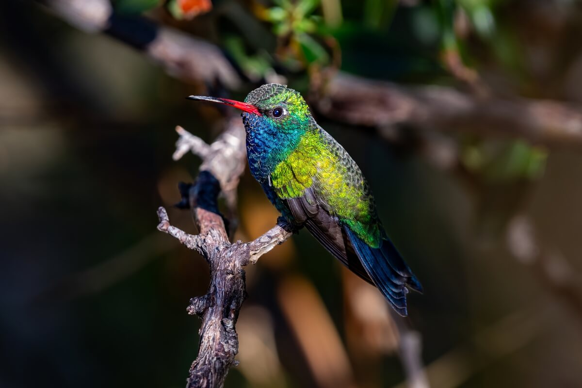 Feathered Jewel: Broad-Billed Hummingbird