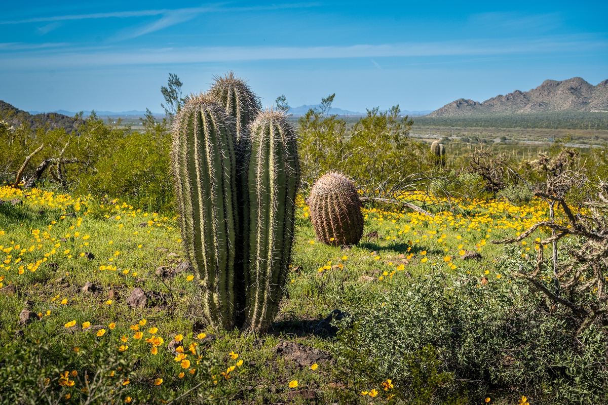 Triple Crown: Saguaro Cactus Heads in Perfect Harmony