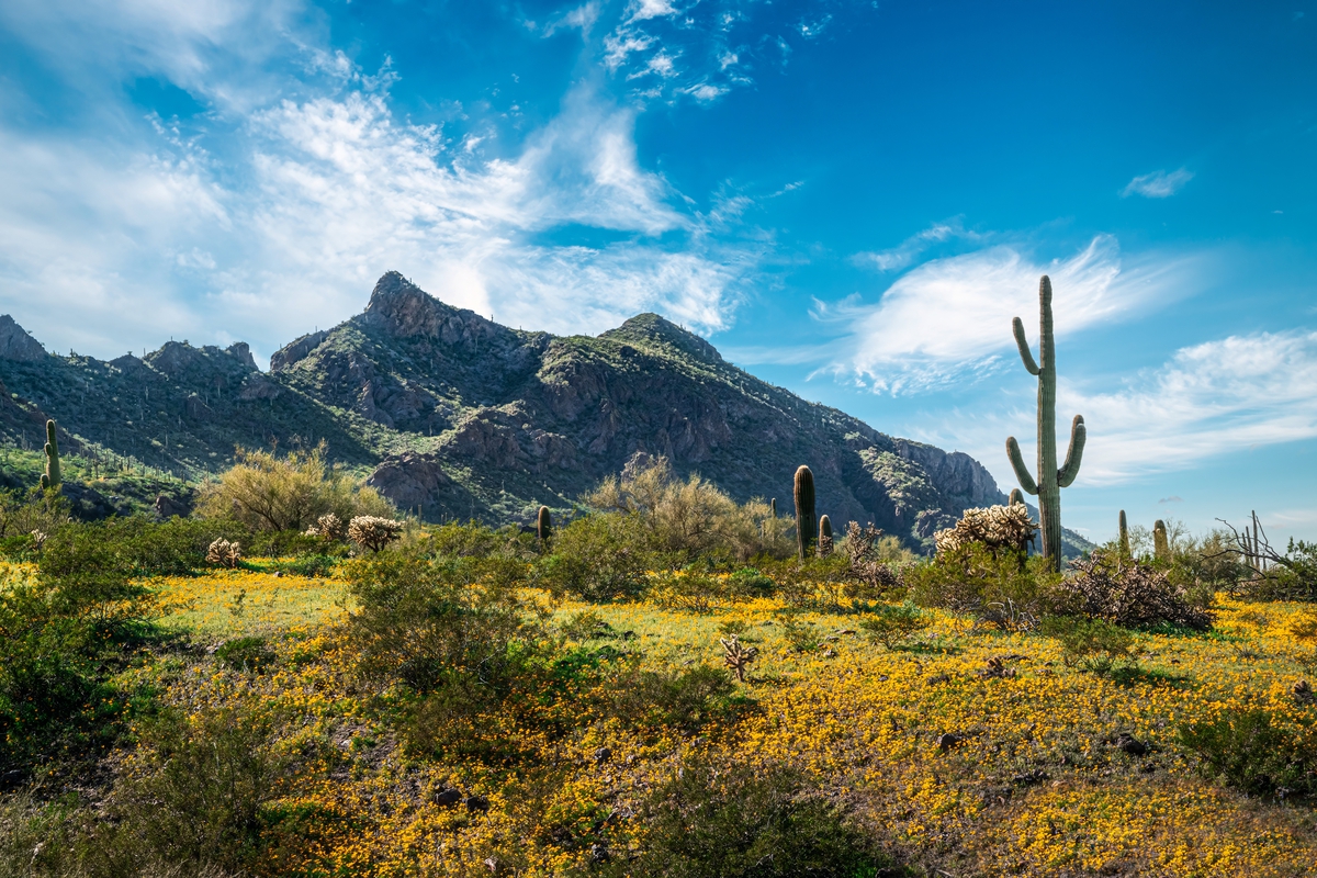 Skyward Splendor: Picacho Peak State Park