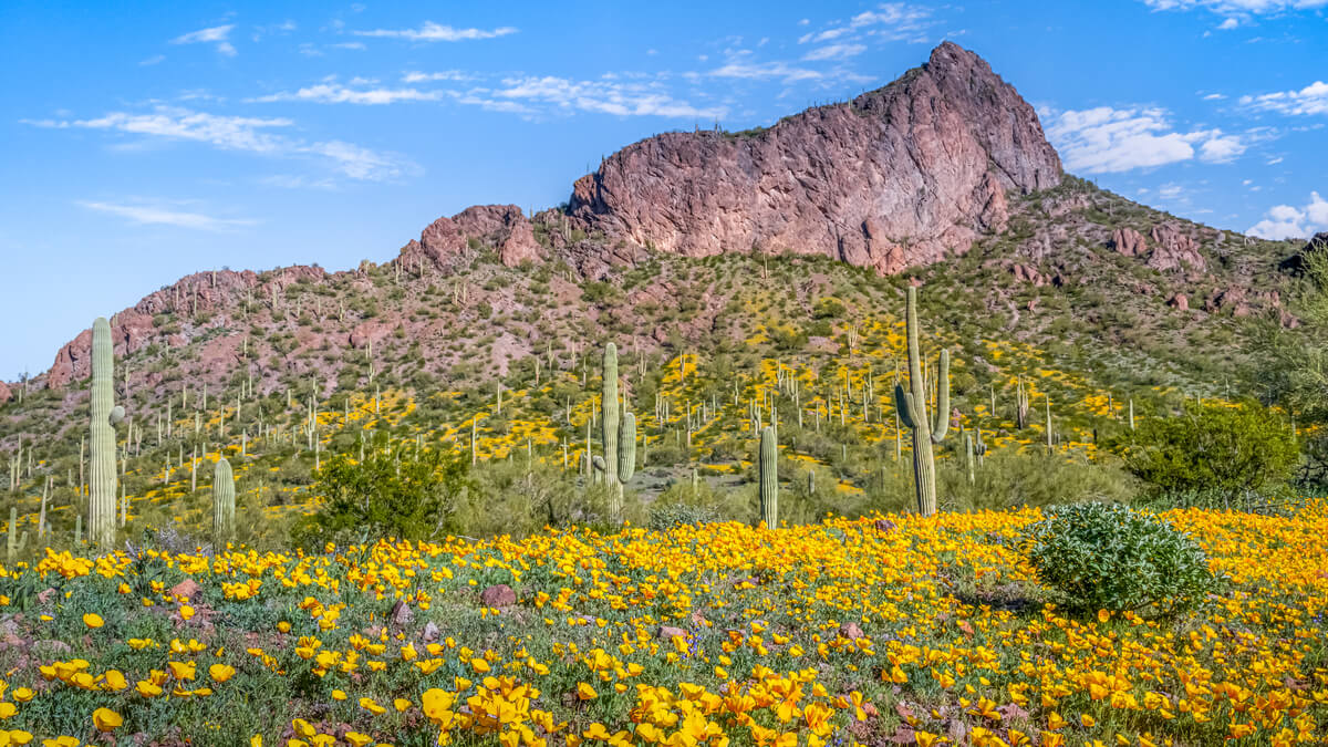 Picacho’s Palette: Orange Yellow Poppies