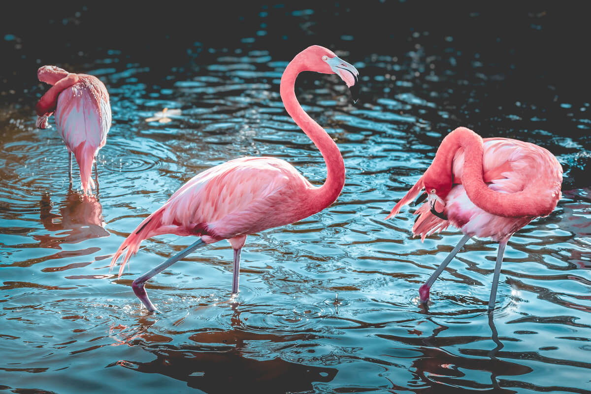 Bird Bath Time: Three Pink Flamingos Posing in the Water Bird Bath Time: Three Pink Flamingos Posing in the Water