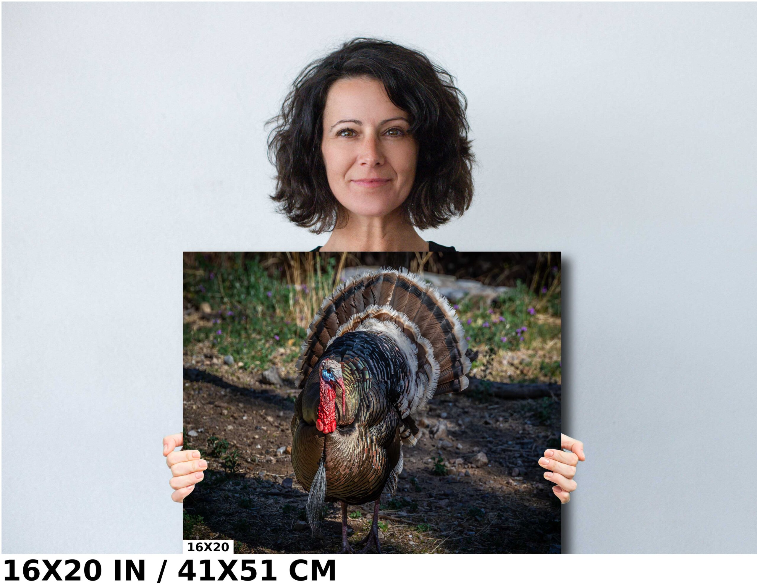 The Dandy Gobbler: Capturing the Splendor of Turkey Plumage Diagram