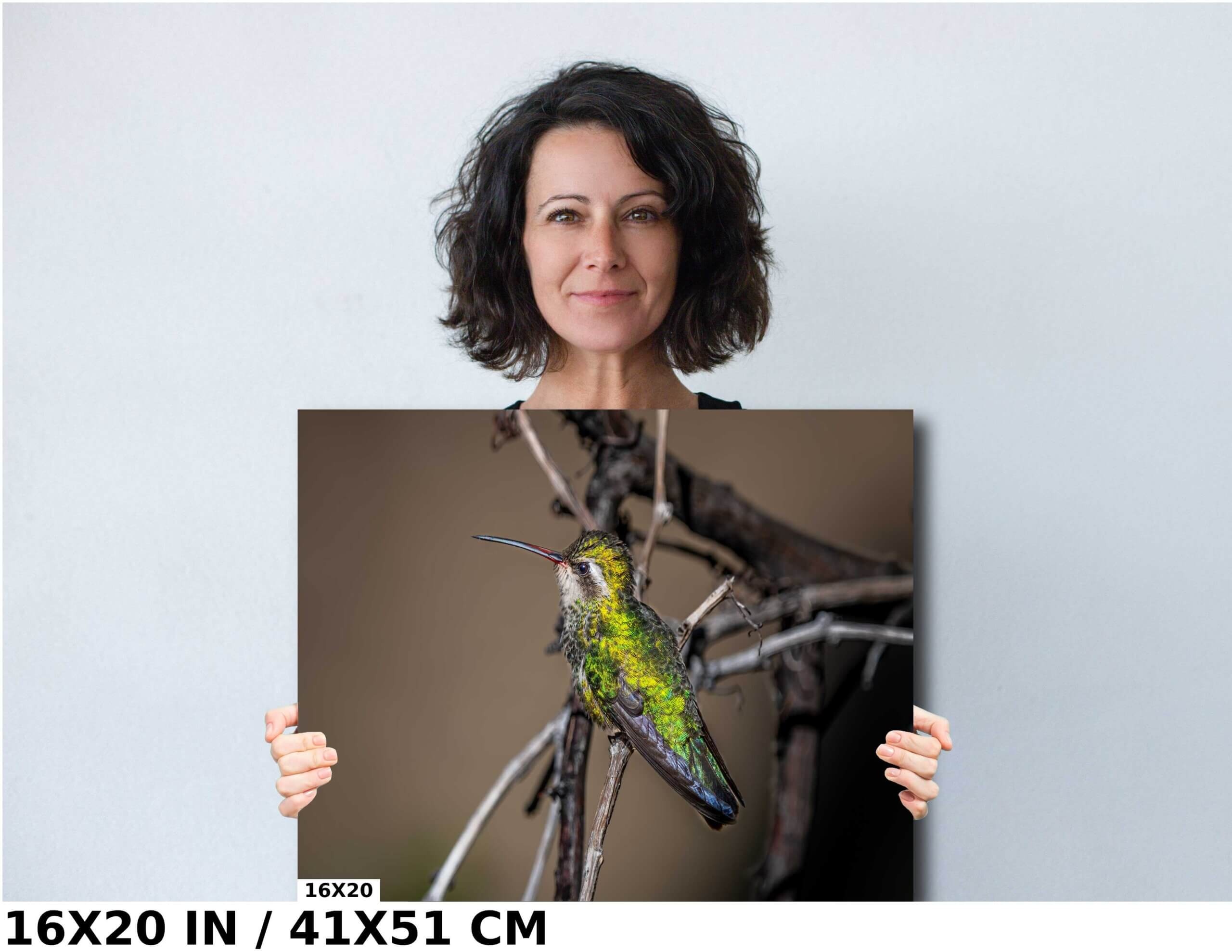 Winged Wonder: Broad-Billed Hummingbird Diagram