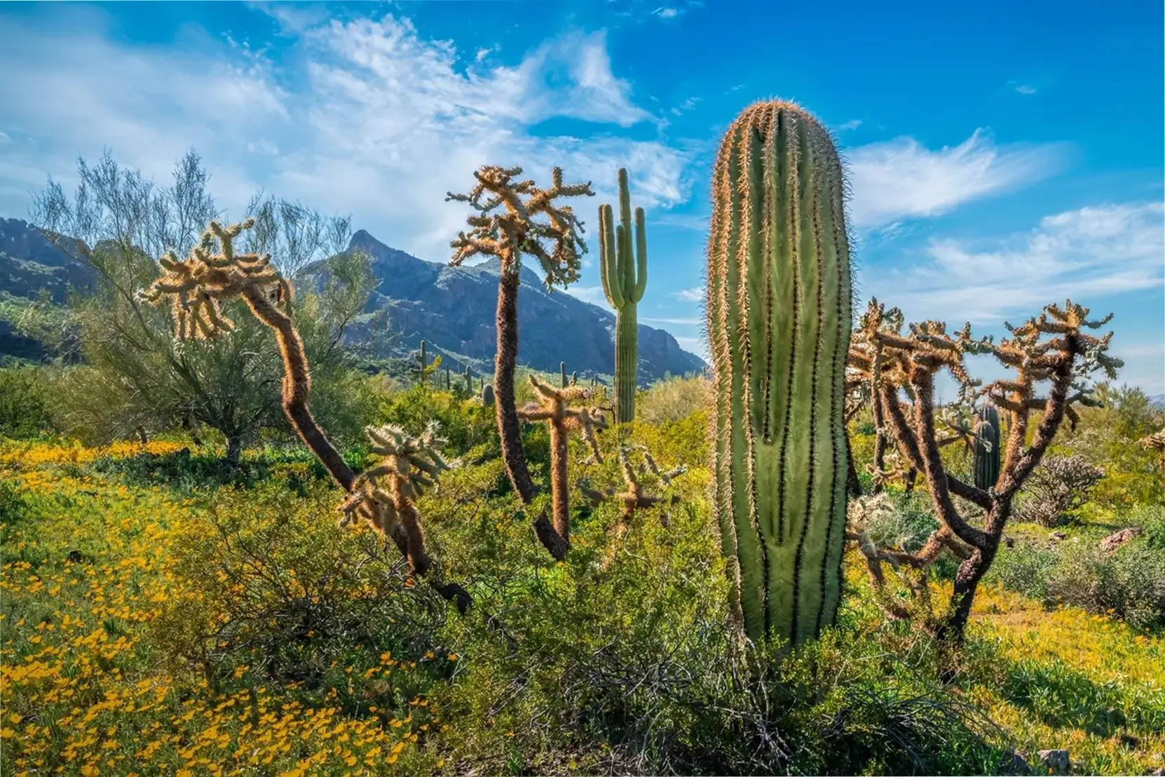 Picacho Peak Cactus Party: Saguaro Cactus Surrounded by Wildflower