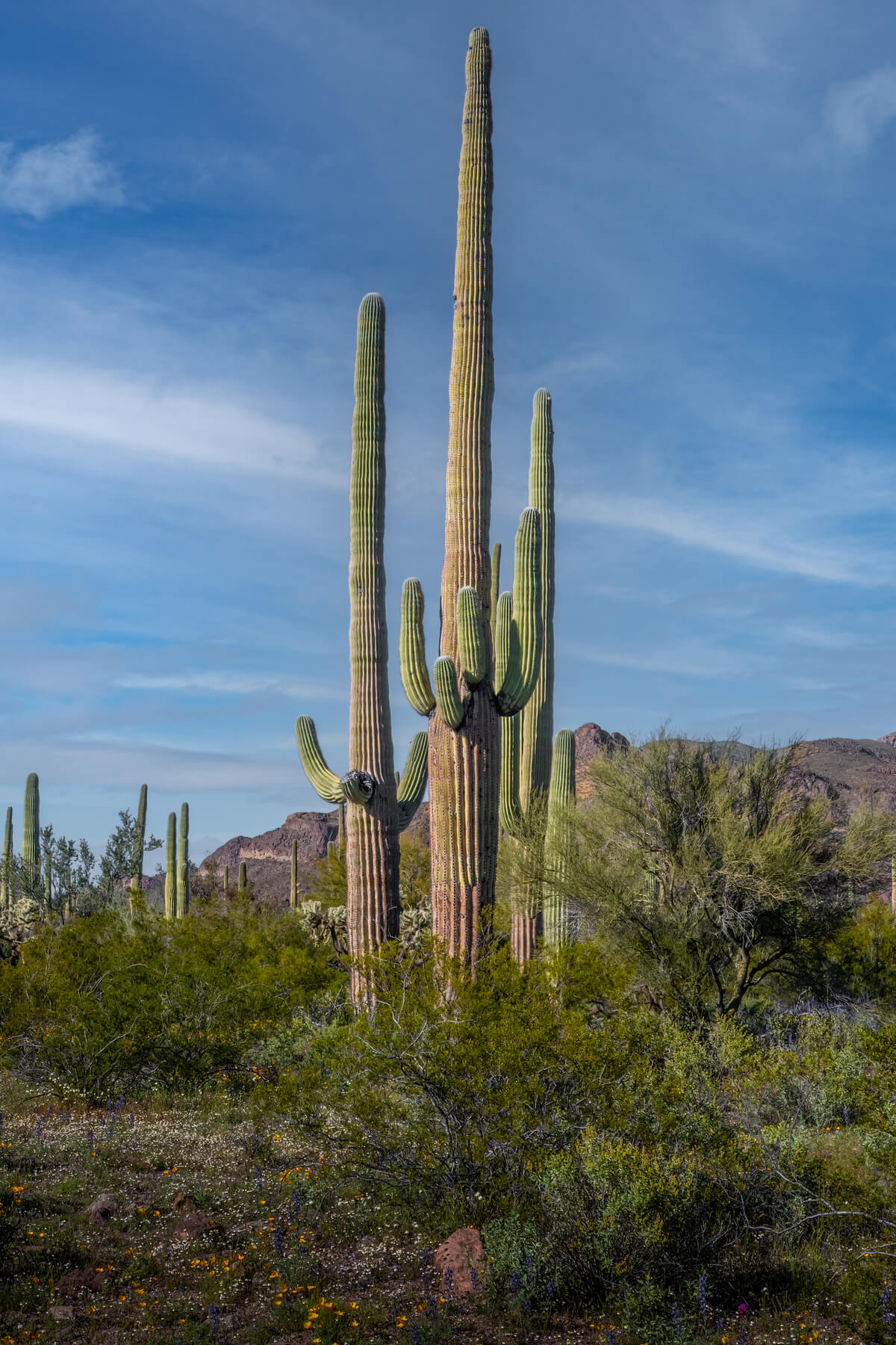Standing Tall: Saguaro Cacti Grouped in Organ Pipe National Monument