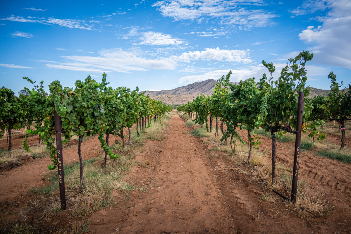 Arizona Wine Country: Coronado Vineyards in the Heart of Willcox