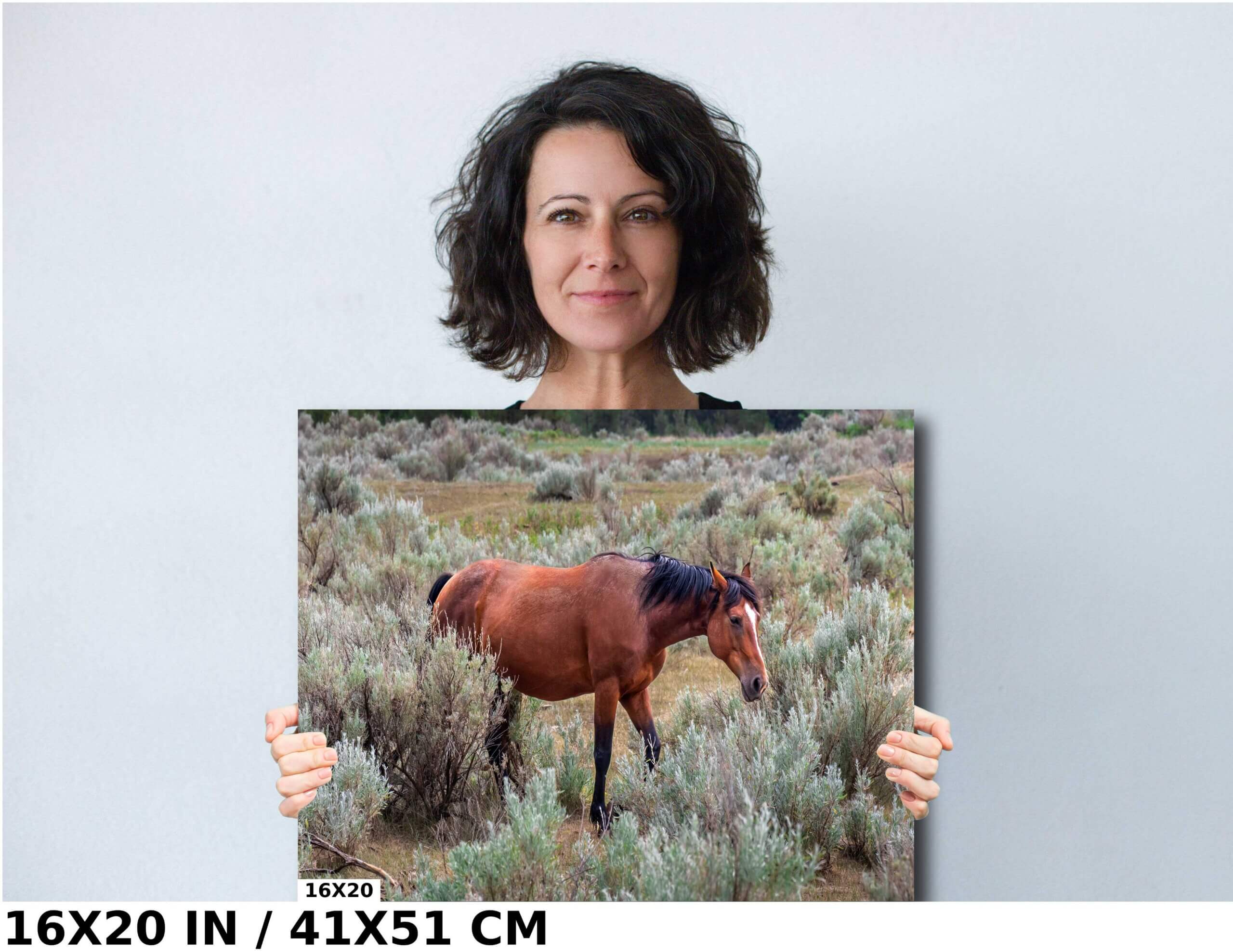 Icon of the Plains: Stallion Amidst Prairie Grass in Theodore Roosevelt Diagram