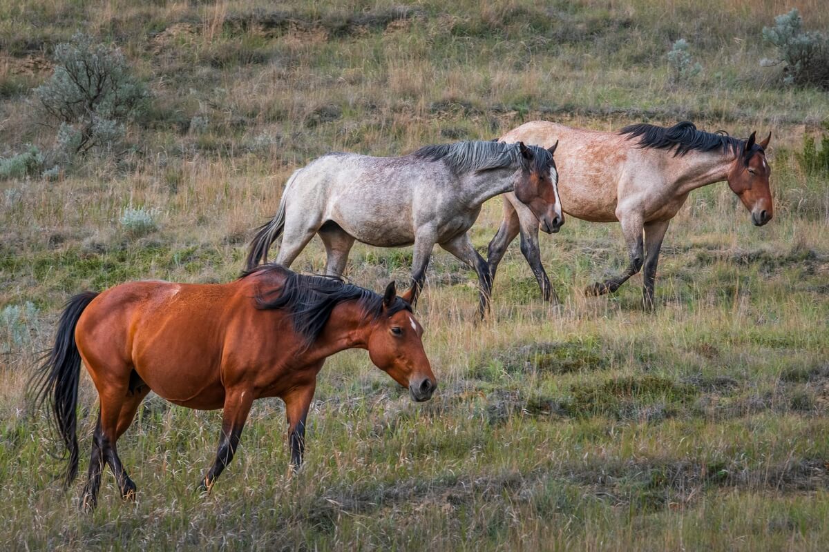 Prairie Trio: Horses in Perfect Step at Theodore Roosevelt Park Prairie Trio: Horses in Perfect Step at Theodore Roosevelt Park