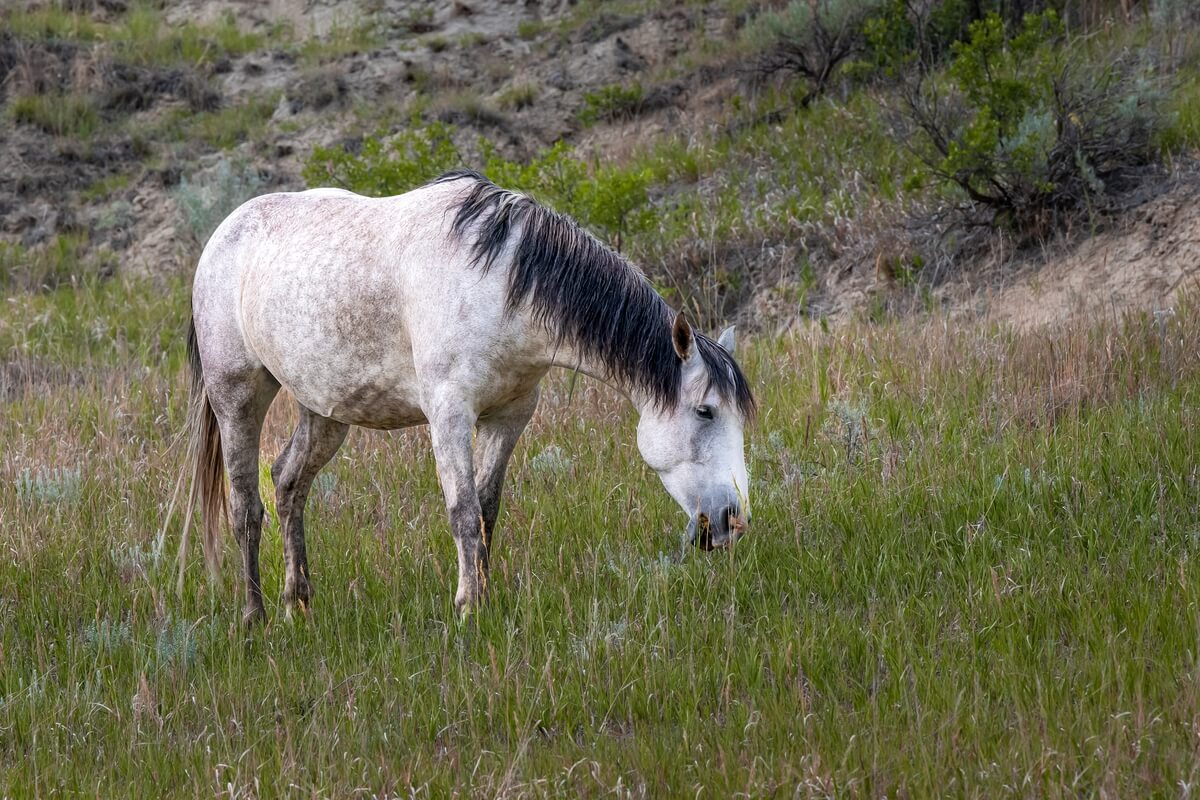 Badlands Ivory: White Horse Enjoying Grass in Theodore Roosevelt