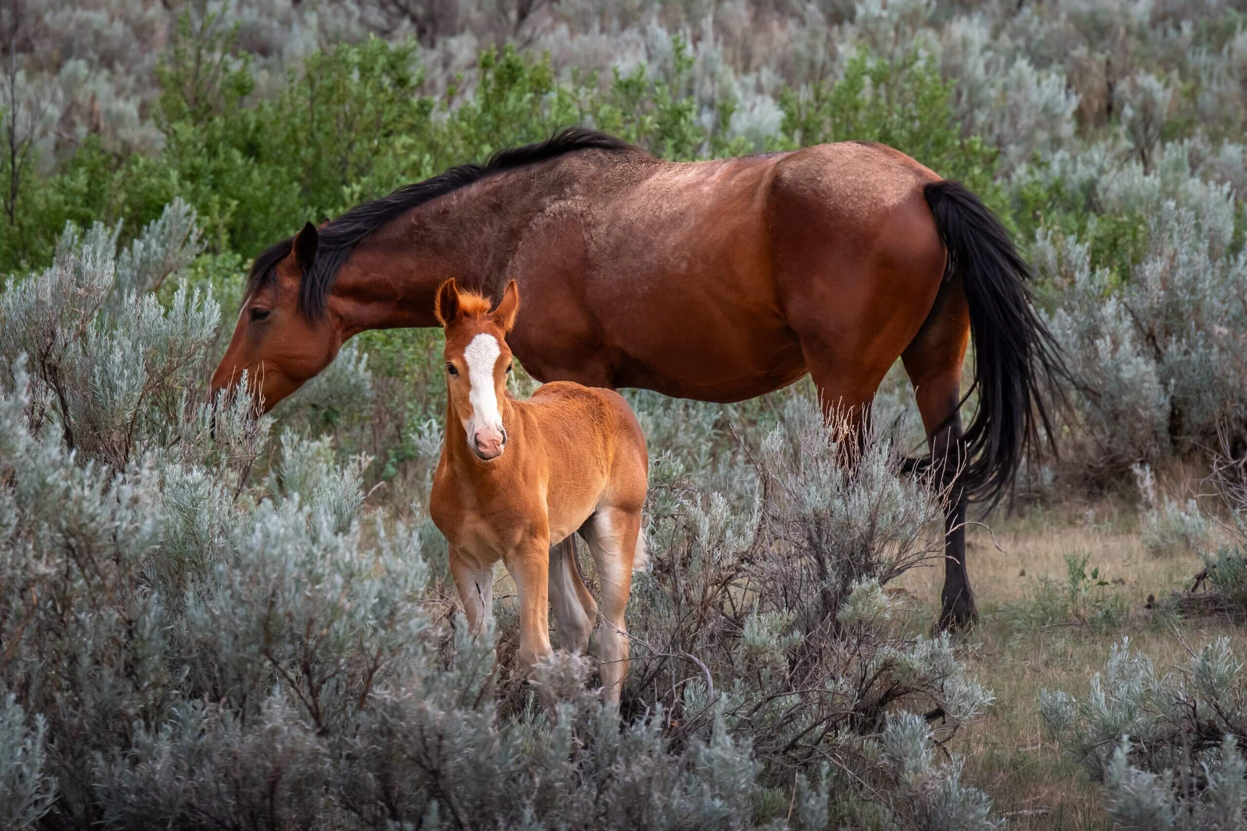Generations in the Wild: Young and Adult Horses of Theodore