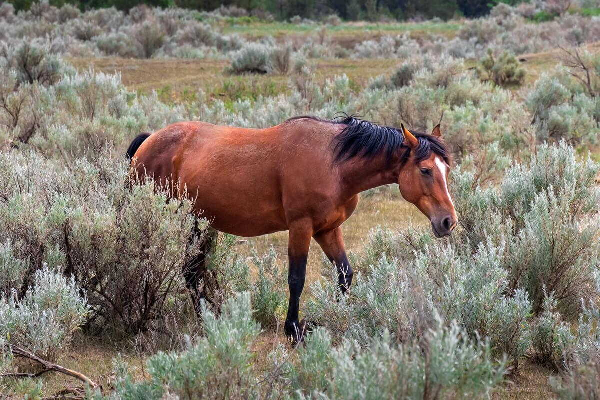 Icon of the Plains: Stallion Amidst Prairie Grass in Theodore Roosevelt