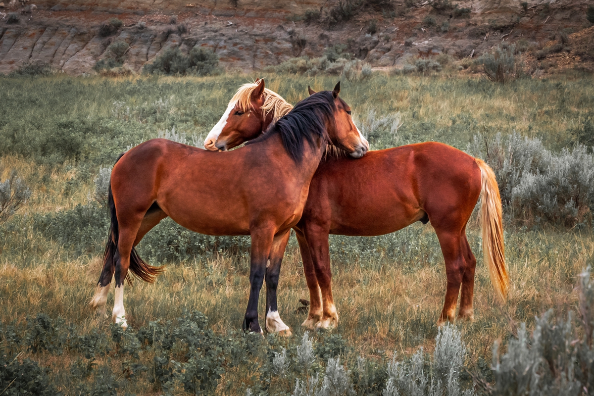 Loving Horses: Mare and Stallion Interaction