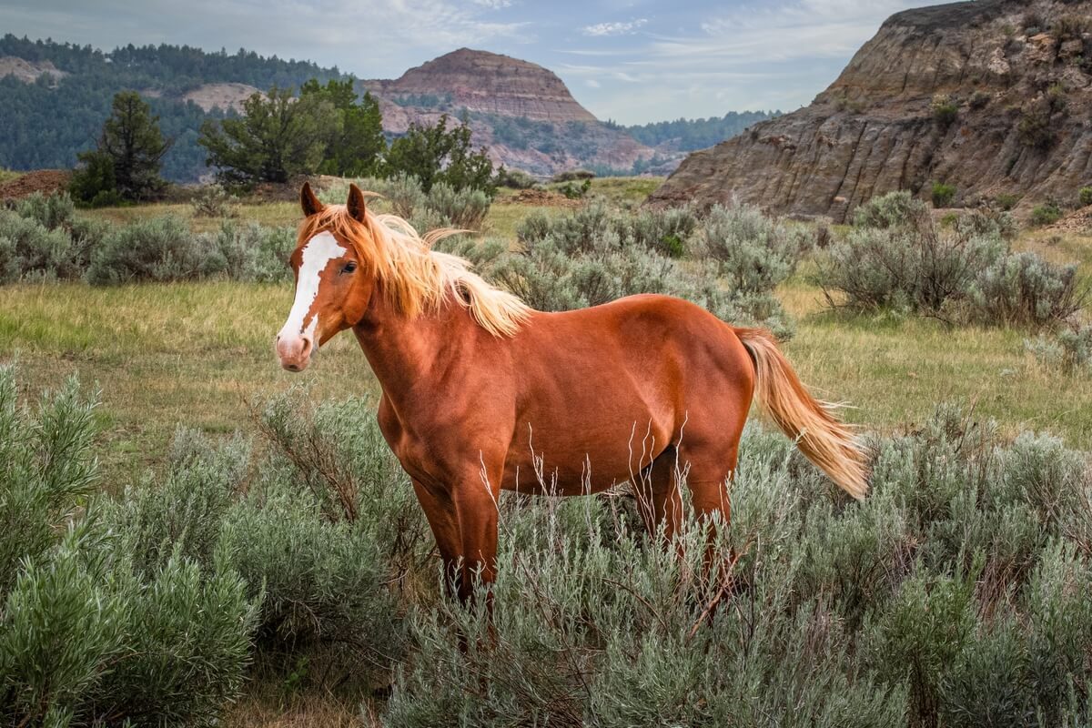 Majestic Mustang: Wild Stallion Roaming Theodore Roosevelt