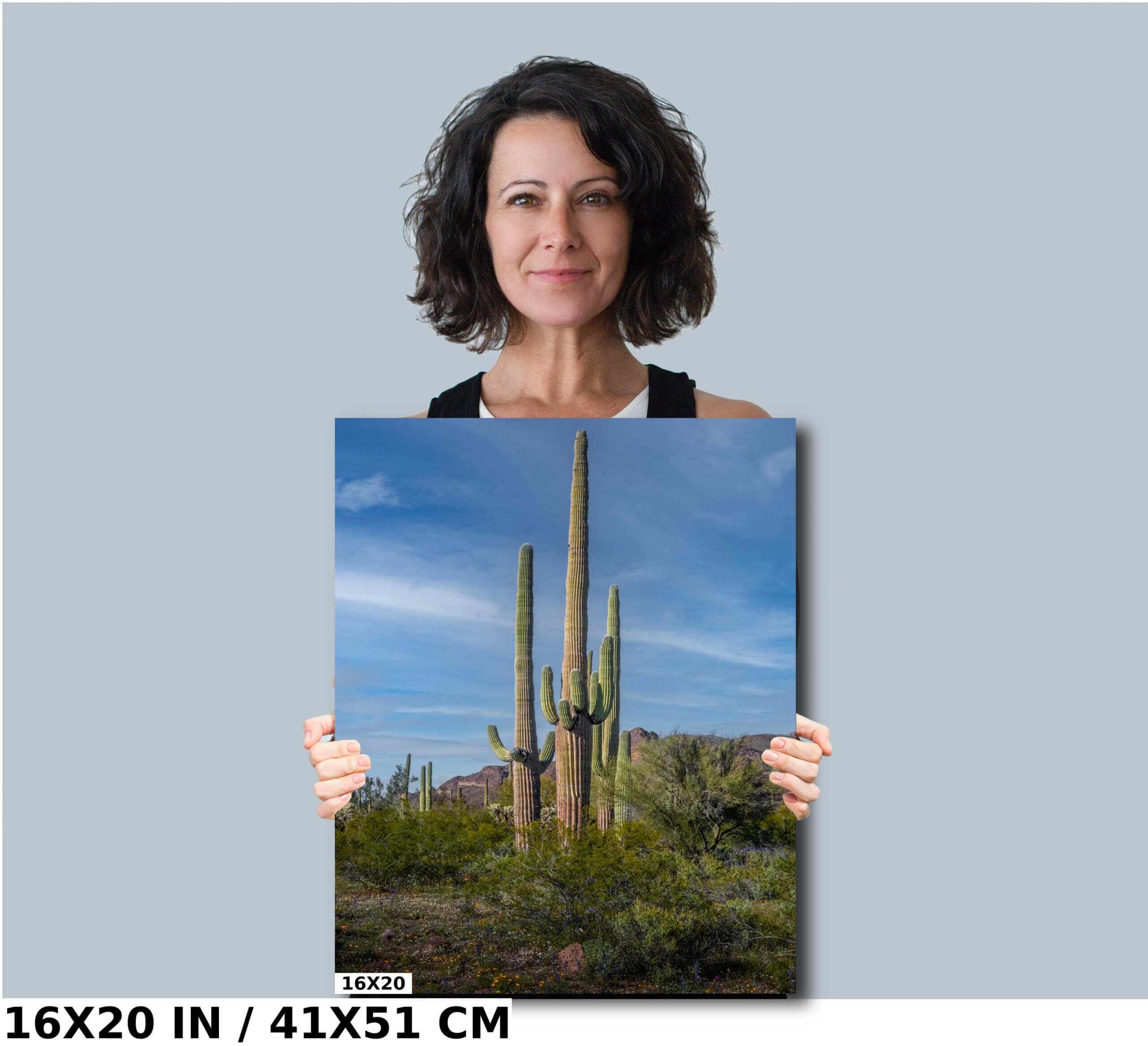 Standing Tall: Saguaro Cacti Grouped in Organ Pipe National Monument Diagram