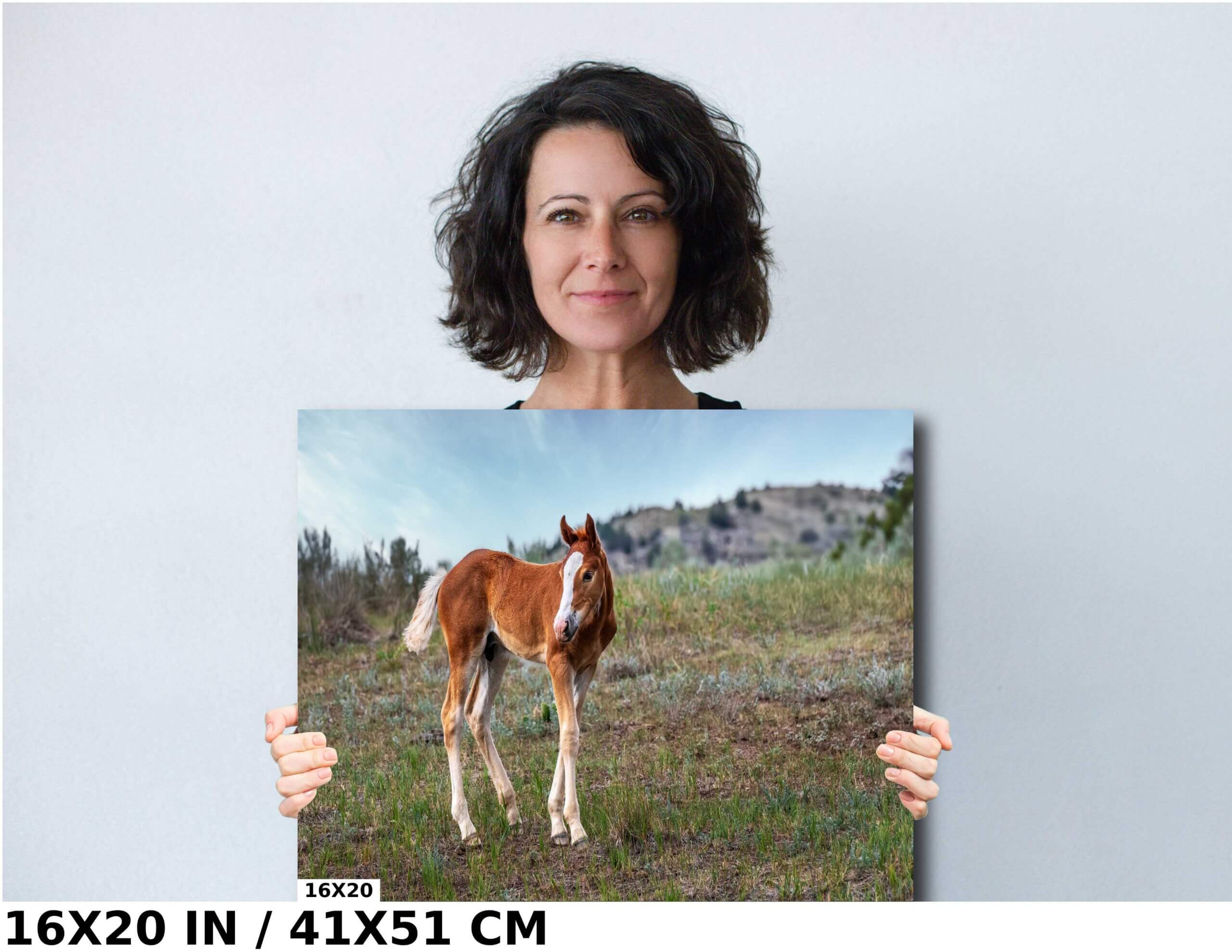 Young and Free Wild Horse: Foal Exploring Theodore Roosevelt Diagram