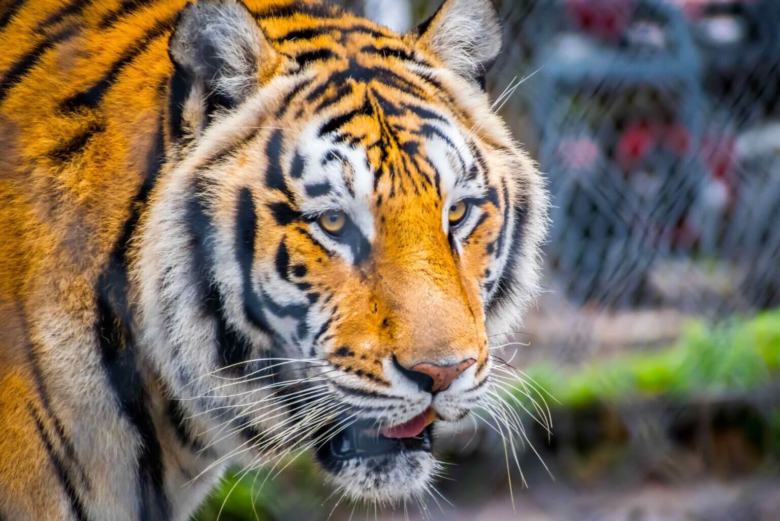 WA bill would ban use of traveling circus animals –