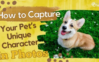 Pets & Personality: How to Capture Your Pet’s Unique Character in Photos