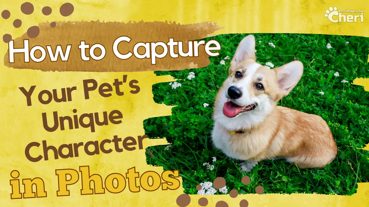 How to Capture Your Pet’s Unique Character in Photos