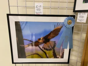 Feathers of Fire by Cheri Alguire