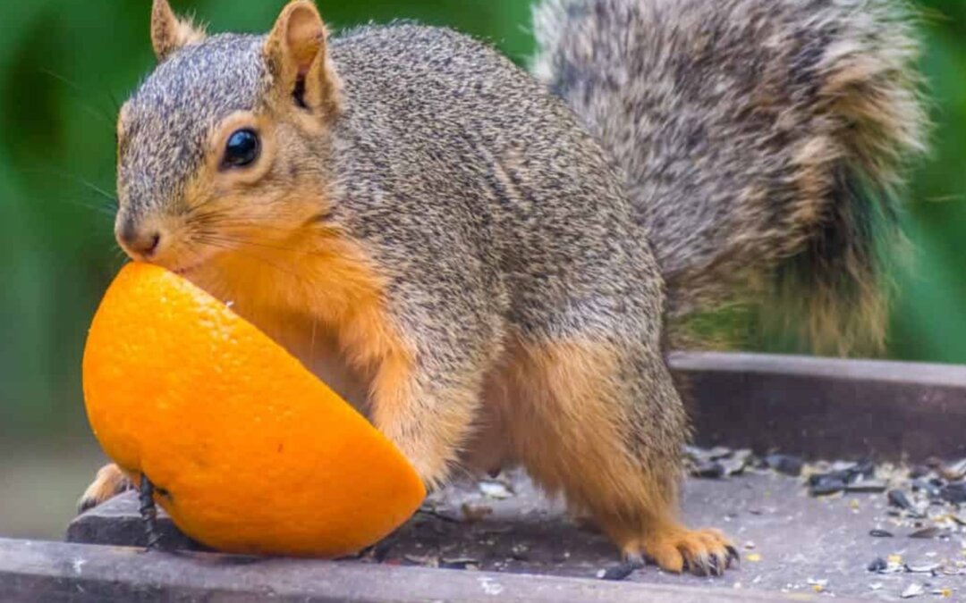 Squirrels have a powerful sense of smell—far stronger than ours. And when it com…