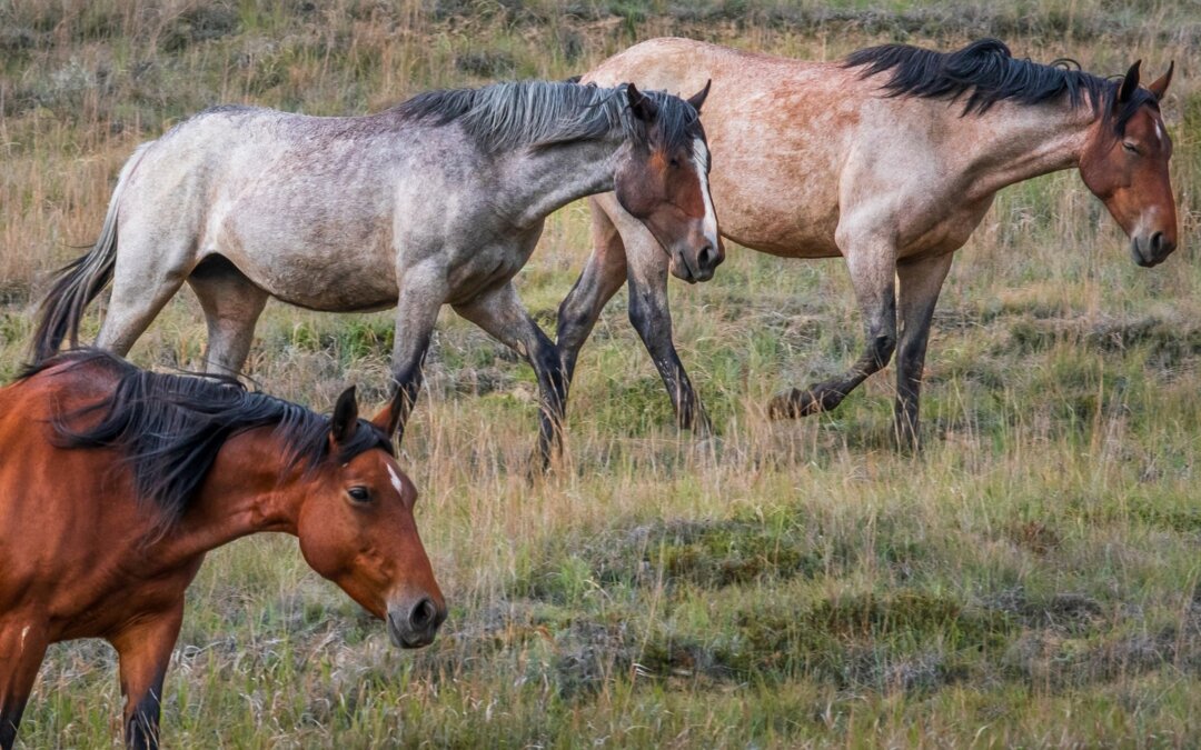 Have you ever wondered what grace looks like in the wilds of North Dakota? Imagi…