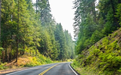 Open roads and endless trees—nothing beats a drive through nature’s peace. Where…