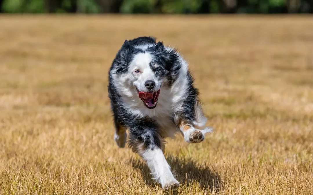 How to Capture Action Shots of Your Playful Pet