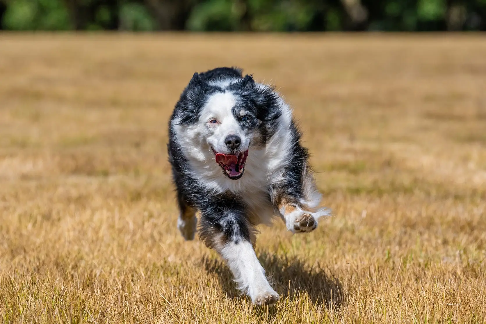 paws-in-motion pet action photography
